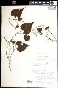 Polygonum scandens var. scandens image