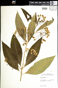 Asclepias exaltata image