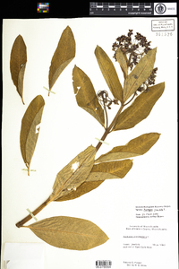 Asclepias syriaca image