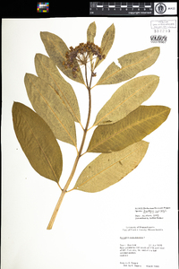 Asclepias syriaca image