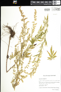 Artemisia vulgaris image