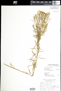 Euthamia caroliniana image