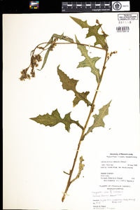 Lactuca biennis image