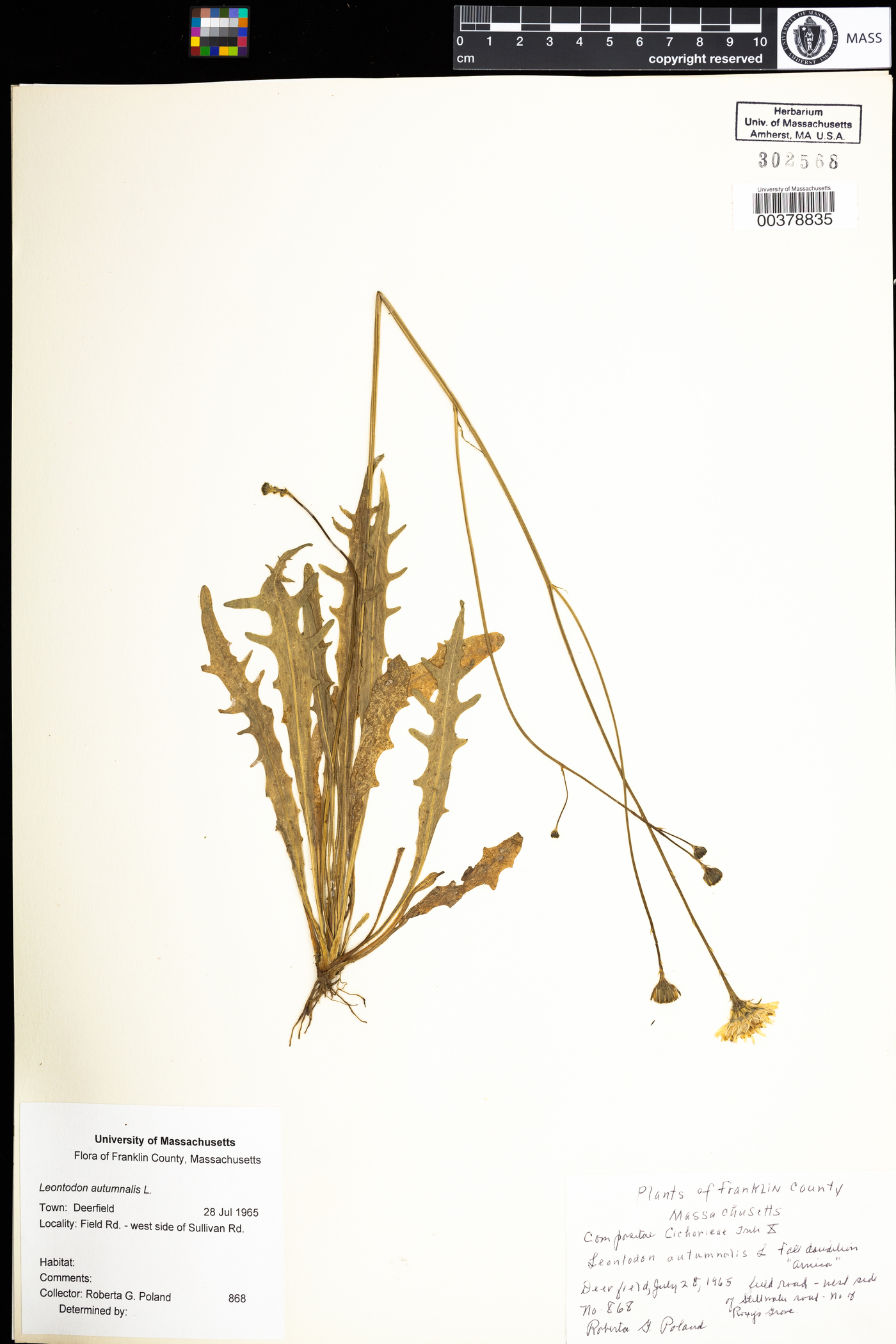 Scorzoneroides autumnalis image