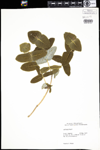 Lonicera dioica image