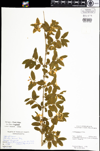 Lonicera morrowii image