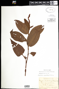 Polygonum amphibium var. emersum image