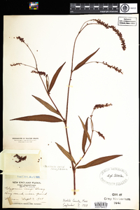 Polygonum careyi image