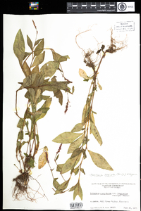 Polygonum cespitosum var. longisetum image