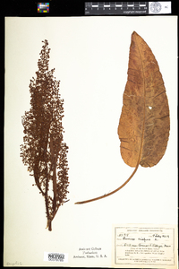 Rumex crispus image