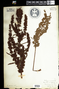 Rumex crispus image