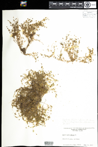 Sagina procumbens image