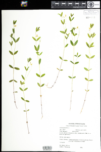 Moehringia lateriflora image