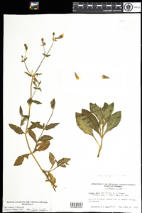 Silene latifolia image