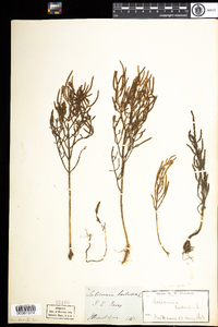 Salicornia depressa image