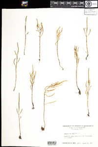 Salicornia depressa image