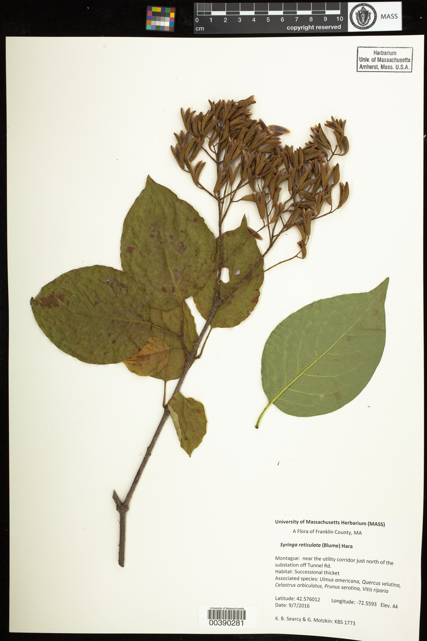 Syringa reticulata image