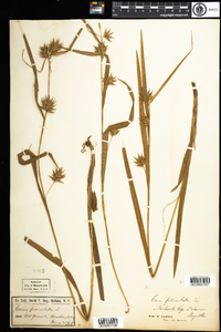 Carex folliculata image