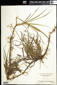 Carex hirta image