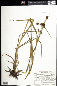 Scirpus atrovirens image