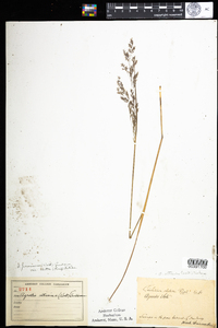 Agrostis perennans image