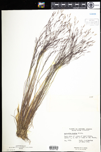 Agrostis scabra image