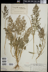 Eragrostis cilianensis image