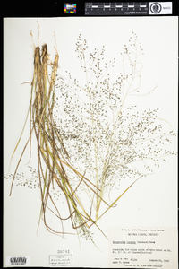 Image of Eragrostis hirsuta
