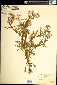 Senecio vulgaris image