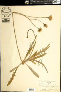 Leontodon autumnalis image