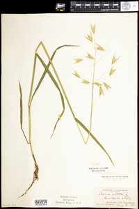 Avena sativa image