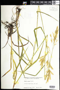 Bromus inermis image