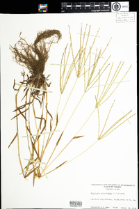 Digitaria sanguinalis image