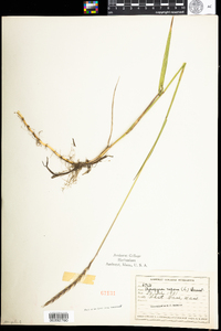 Elymus repens image