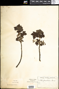 Ribes glandulosum image