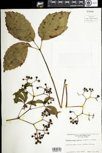 Parthenocissus quinquefolia image