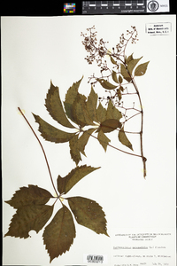 Parthenocissus quinquefolia image