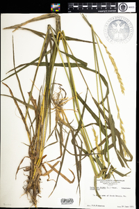 Elymus repens image