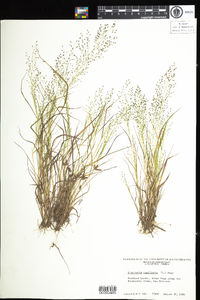 Eragrostis capillaris image