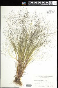 Eragrostis capillaris image