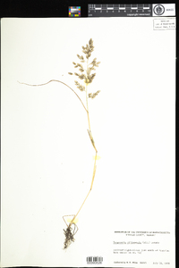 Eragrostis cilianensis image