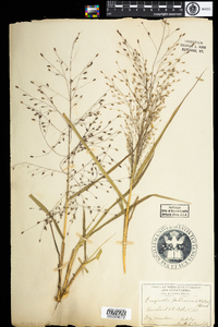 Eragrostis pectinacea image