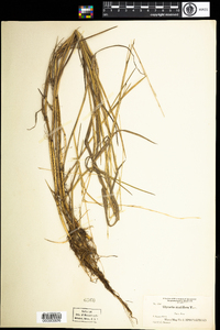 Glyceria acutiflora image