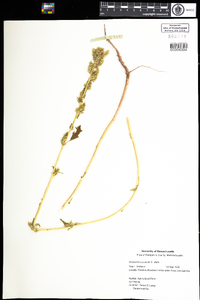 Amaranthus powellii image