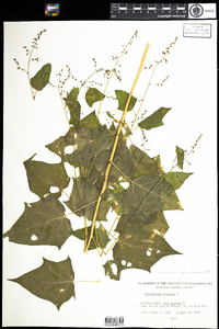 Chenopodium simplex image