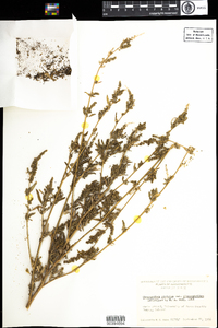 Chenopodium album var. striatum image