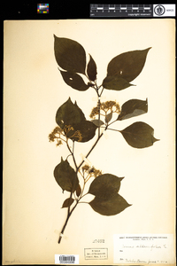 Cornus alternifolia image