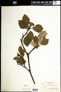 Cornus alternifolia image