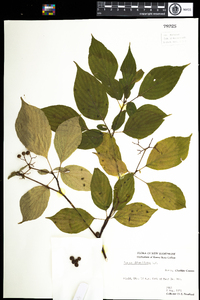 Cornus alternifolia image