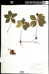 Cornus canadensis image